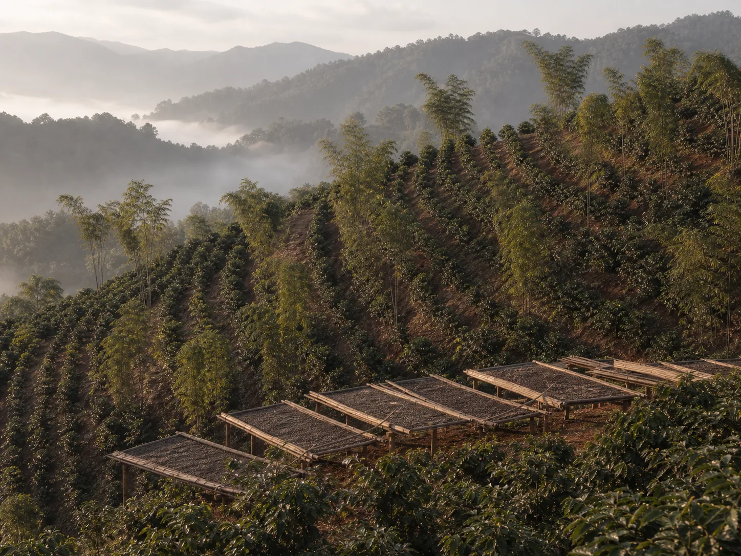 Rows of coffee shrubs on a steep terraced slope with drying beds below
